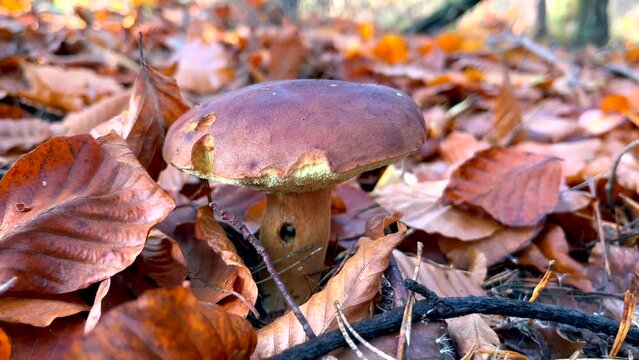 Brown boletus mushroom growing in European forest at autumn,