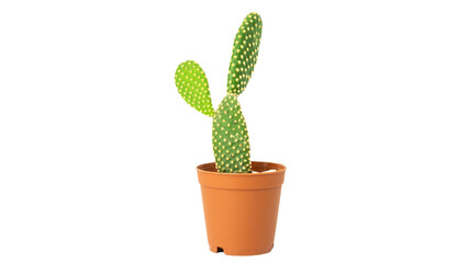cactus succulent in flowerpot png