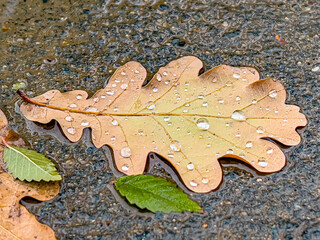 Drops of water on an autumn oak leaf lying on wet asphalt. Close-up. Soft focus