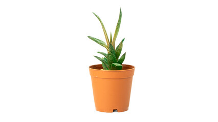 cactus succulent in flowerpot png