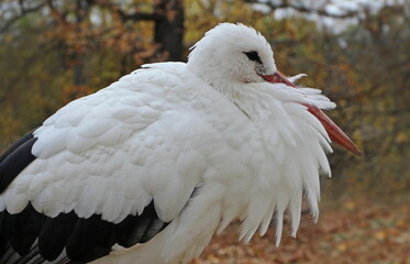 Close up photo of stork head.