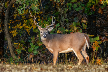 Big buck standing in the shadows at the edge of a field.