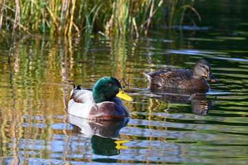 Ducks swims in the thicket of reeds on the edge of the lake 