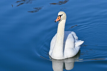White swan swims slowly on the lake 