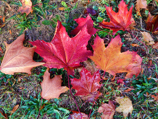 Moist maple leaves on the ground.