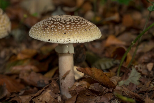 Blusher (Amanita rubescens) amidst autumn leaves on forest floor