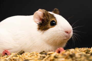 A small guinea pig sits near the feed on a black background.