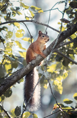squirrel on tree