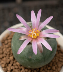 Close up  Lophophora with flower, desert plant with flower, desert plant