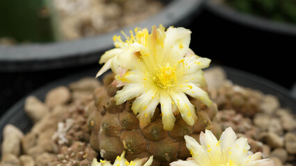 Close up  Copiapoa with flower, desert plant with flower, desert plant