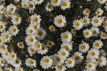 Aesthetic floral composition with chamomile daisy flowers in sunlight shadows. Flat lay, top view florist minimal nature concept