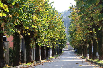 Naklejka premium autumn on the streets