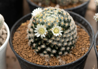 Close up  Mammillaria schiedeana with flower, desert plant with flower, desert plant