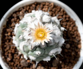 Close up  Turbinicarpus with flower, desert plant with flower, desert plant