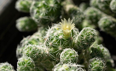 Close up  Mammillaria gracilis with flower, desert plant with flower, desert plant