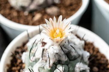 Close up  Turbinicarpus with flower, desert plant with flower, desert plant