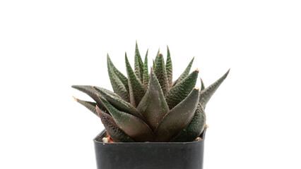 Close up  Haworthia in pot on white background, desert plant with flower, desert plant