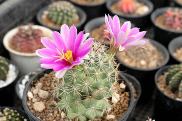 Close up  Mammillaria schumannii with flower, desert plant with flower, desert plant