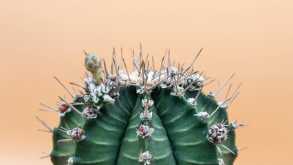 Close up Gymnocalycium LB Hybrid  on pastel background