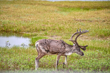 Barren-Ground Caribou herd on the tundra and permafrost surrounding Prudhoe Bay and Deadhorse Alaska
