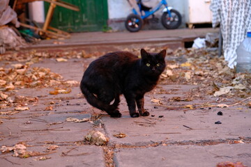 
Black cat with different eyes. Brown eyes in animals. Homeless street cat in autumn leaves. Unusual eye defect. Abnormal pupil. Depigmentation of the iris