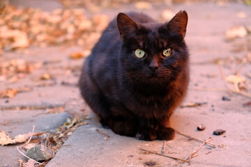 
Black cat with different eyes. Brown eyes in animals. Homeless street cat in autumn leaves....