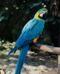 Closeup of a colorful ara parrot perched on a tree branch © Of32/Wirestock Creators