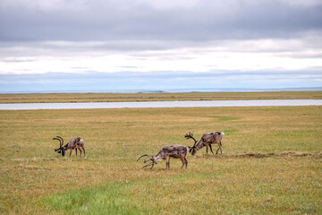 Barren-Ground Caribou herd on the tundra and permafrost surrounding Prudhoe Bay and Deadhorse Alaska
