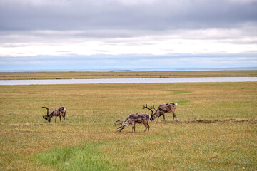 Barren-Ground Caribou herd on the tundra and permafrost surrounding Prudhoe Bay and Deadhorse Alaska