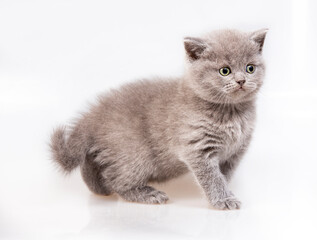Fototapeta na wymiar Gray British cat kitten (isolated on white)