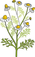 Chamomile drawing. Color medical herb. Botany icon