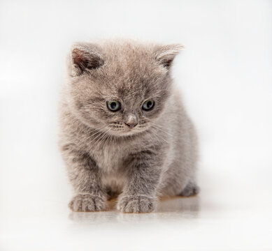 Gray British cat kitten (isolated on white)