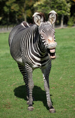 Fototapeta na wymiar Grevy's Zebra making a funny face