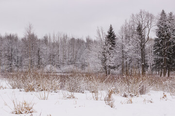 Winter spaces in Babolovsky Park. Background forest in winter