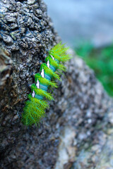 Caterpillar sliding on the branch with green background.