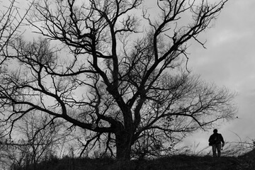 Autumn. November. Mainly cloudy. An old oak without leaves and a photographer. Camera, photo tripod. Tourism and rest. Black and white photography
