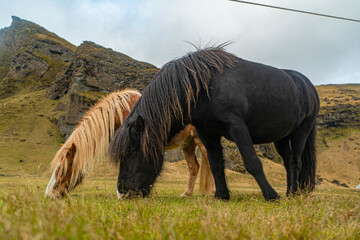 Fototapeta premium icelandic horse eating grass with mountains on background