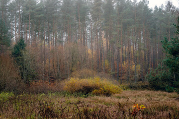 Autumn landscape in the forest in the morning