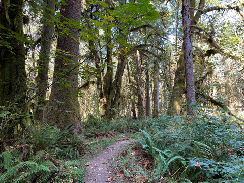 Quinault Rain Forest 1