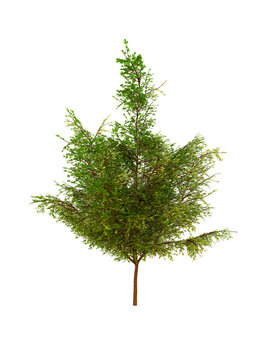 3d illustration of a tree on a transparent background