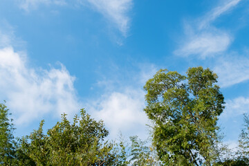 秋の青空に緑の木々　公園の自然　