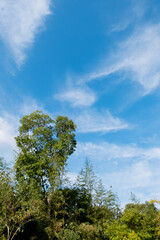 Obraz premium 秋の青空に緑の木々 公園の自然 