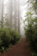 Redwoods National Park Trail
