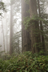 Tall Trees in Redwood National Park