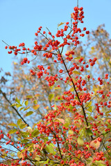 A branch with the fruits of a European beresclet (Euonymus europaeus L.) against a blue sky - 542988138