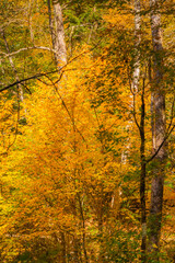 Back roads in the mountains of North Carolina in the autumn.