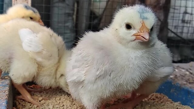 Young yellow baby chicks are in the coop and they are eating and they are sleepy