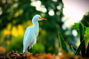 A portrait of a Cattle Egret in Outdoors