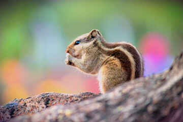 Squirrel  on the tree trunk in natures green background