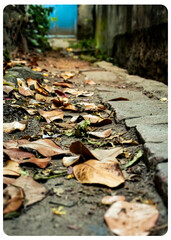 autumn leaves on the ground